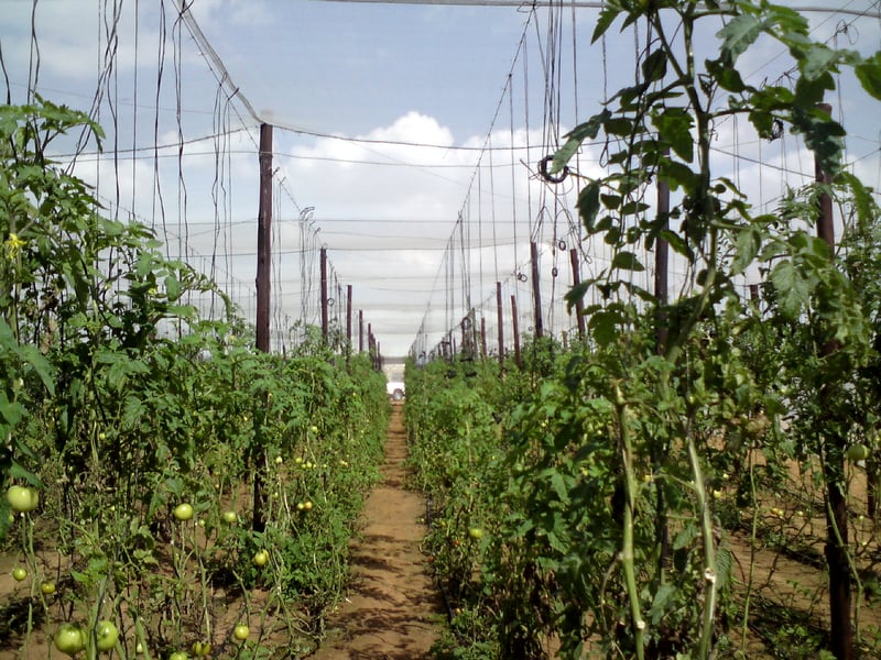 Alnet Agri Shadecloth Projects preview 9